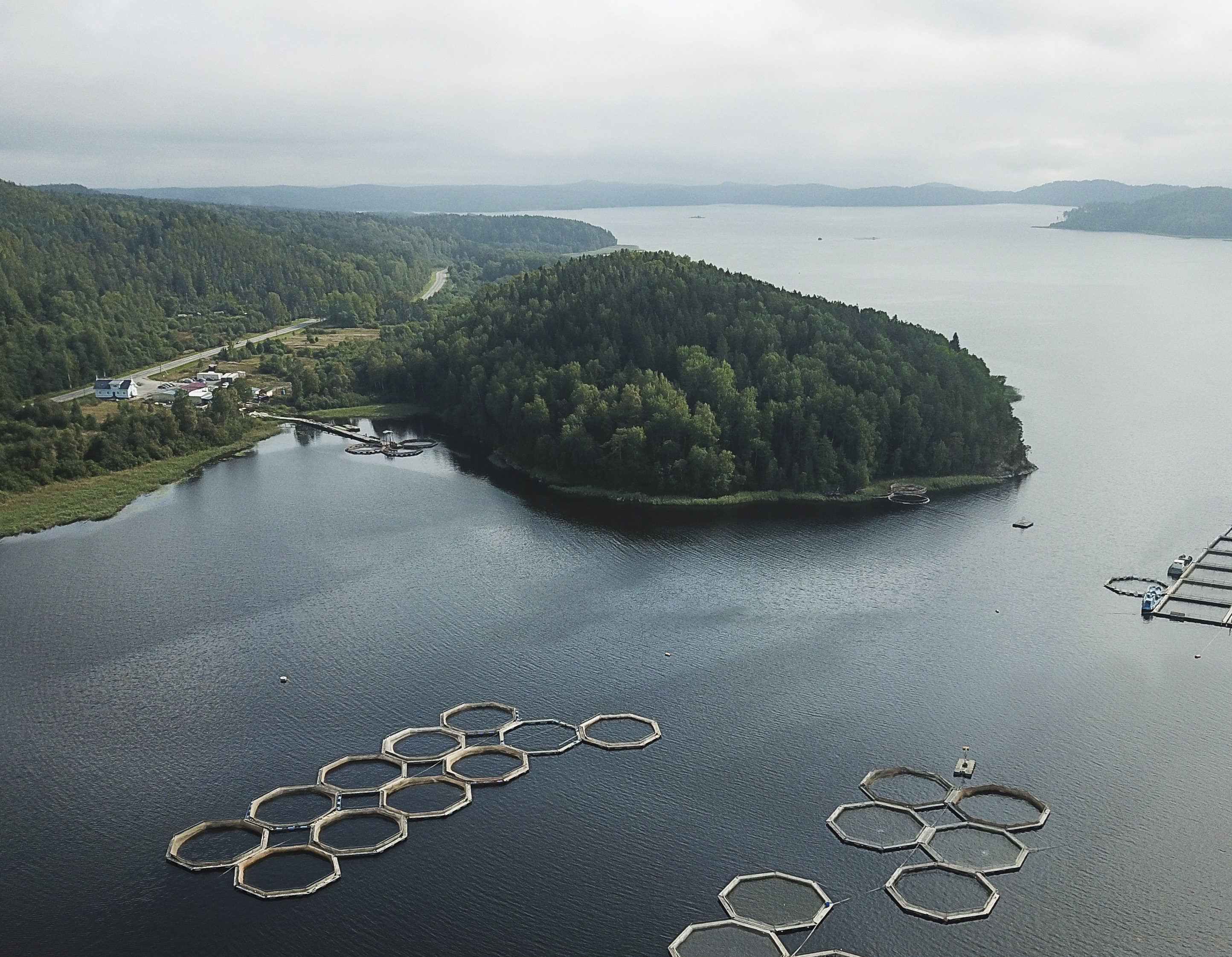 Salmon in breeding or wild salmon?